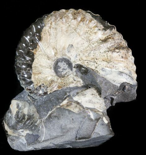 Hoploscaphites Ammonite Fossil - Wyoming #44061